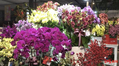 年宵花市場火熱部分產品賣斷貨，期待成都國際園藝盛會迎五大洲奇珍異草