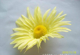 仿真花、假花、手工花與鞋花市場概覽 價格、廠家與圖片解析